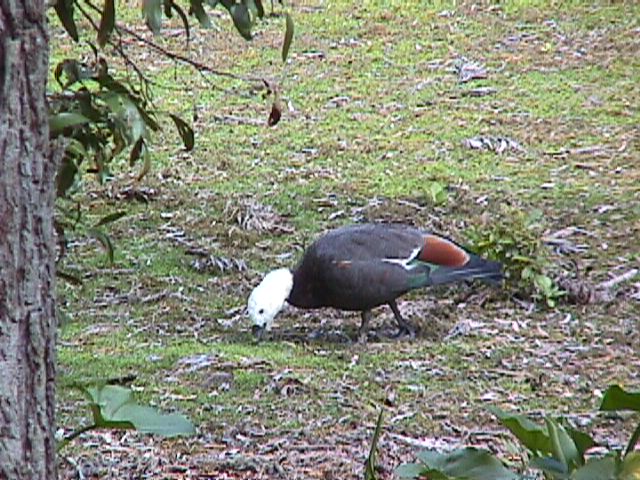 Paradise Duck Kawau Island